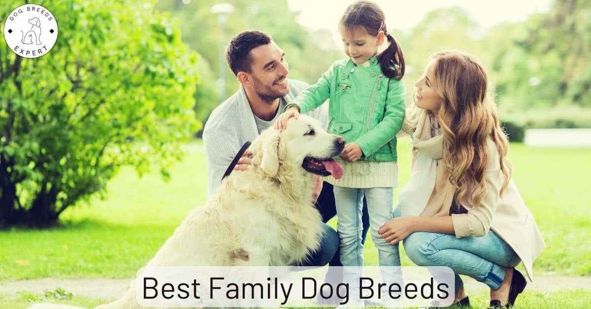 What Dog Breed Is Best For A Family