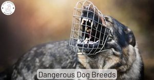 The most Dangerous Dog Breeds - Which ones are they?