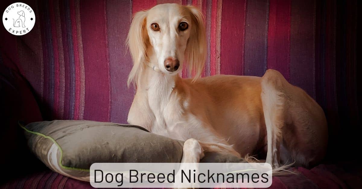 Popular Dog Breed Nicknames Cool Names For Some Breeds