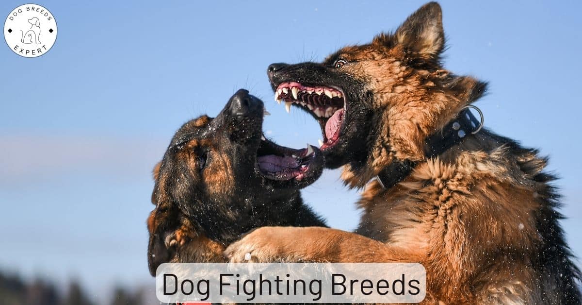 Is Dog Fighting Illegal In Russia