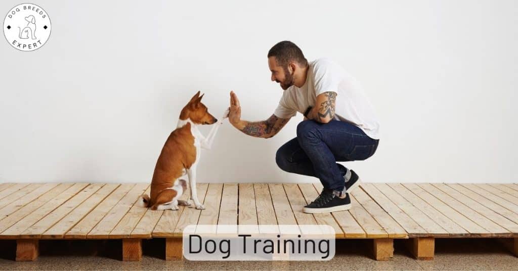 Dog Training