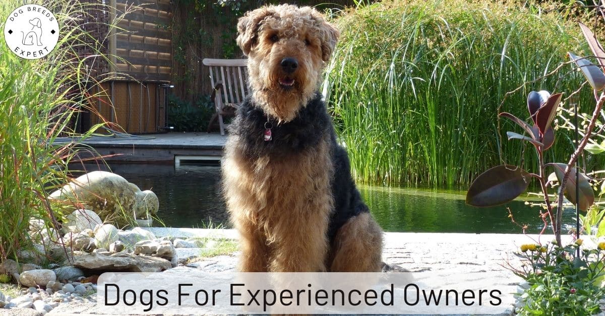 Dogs For Experienced Owners 23 Dog Breeds