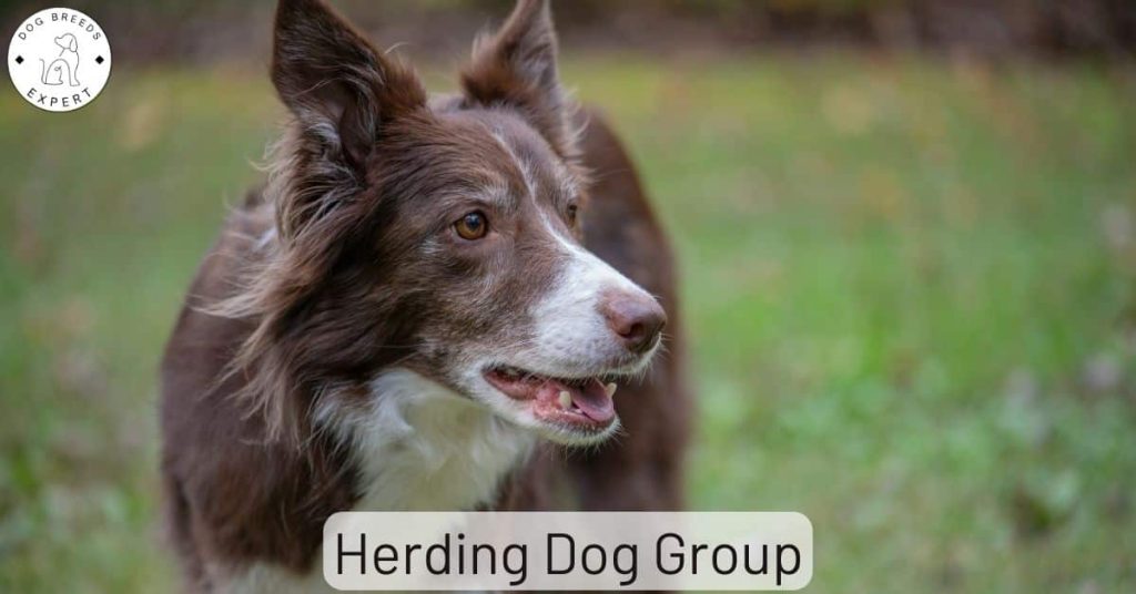 Herding Dog Group