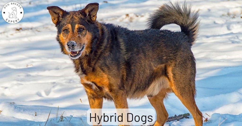 Hybrid Dog Breeds