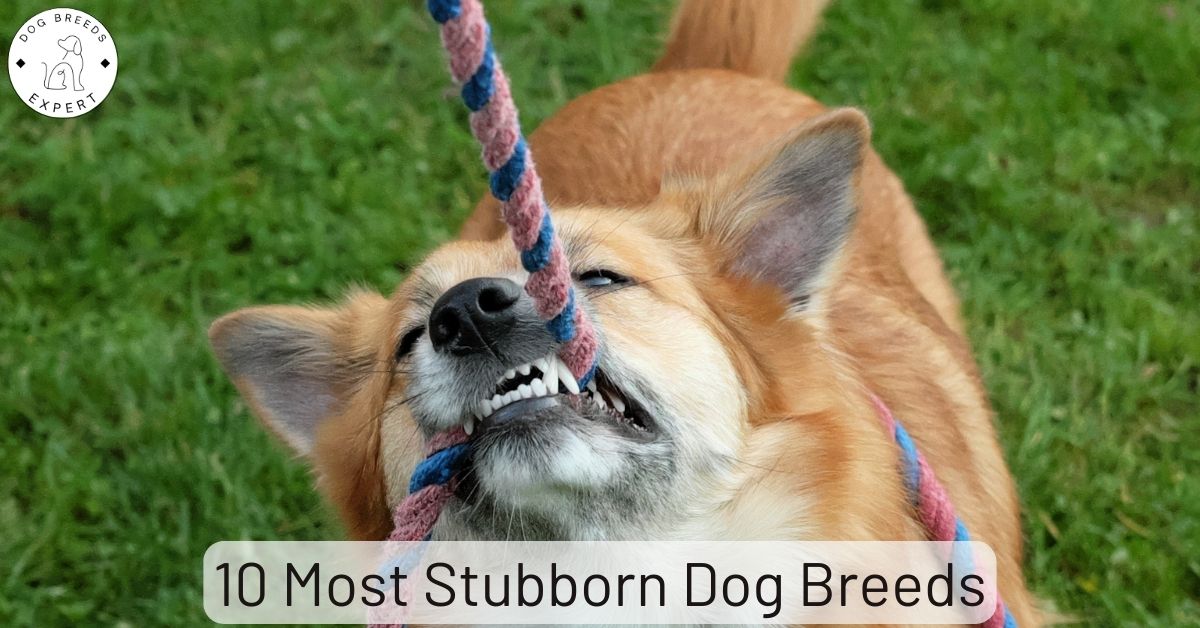 How Do You Housebreak A Stubborn Dog