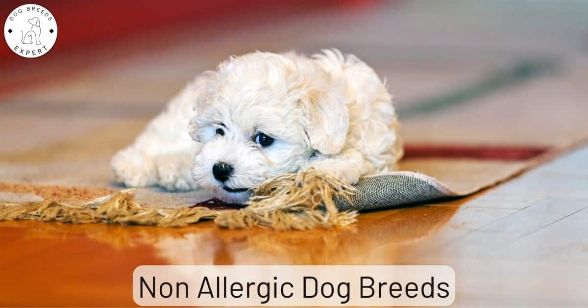 What Dog Breed Is Best For Allergy Sufferers