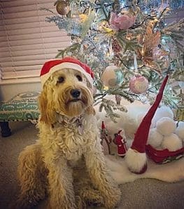 Dog Photo Competition