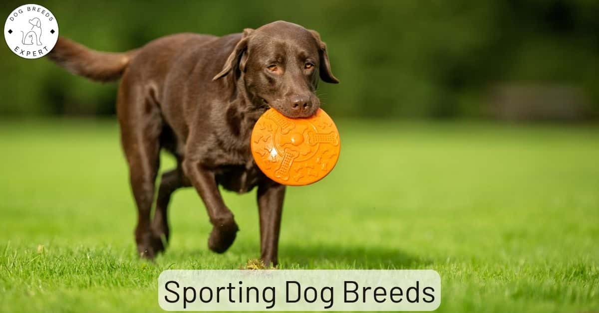What Are Sporting Dogs Used For