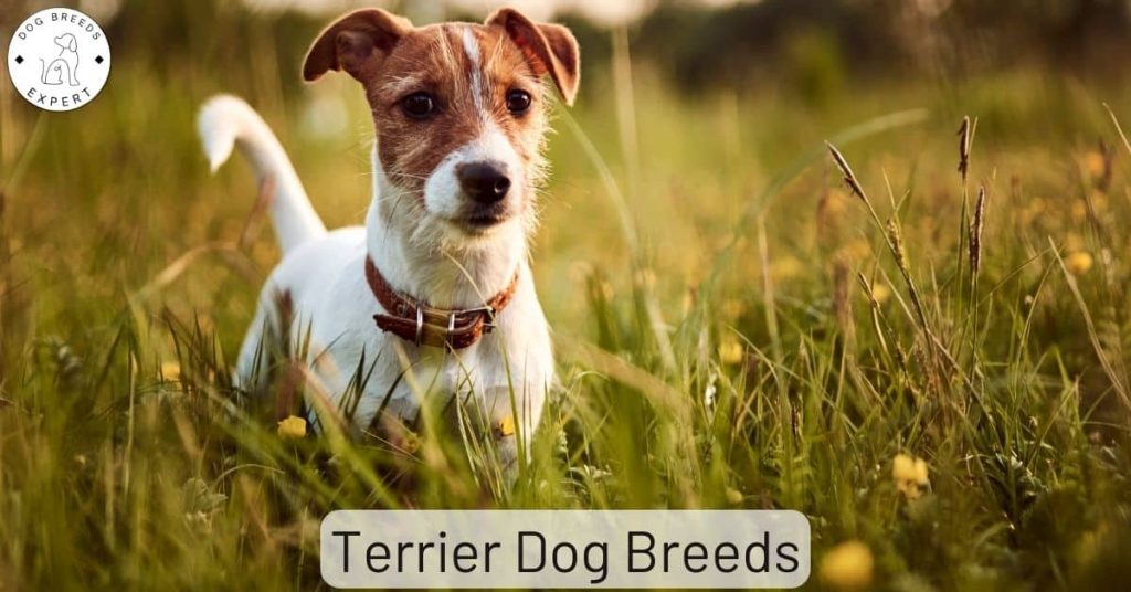 Terrier Dog Breeds