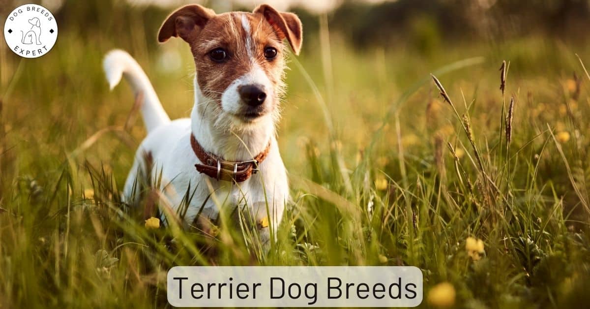 what dog breeds are terriers