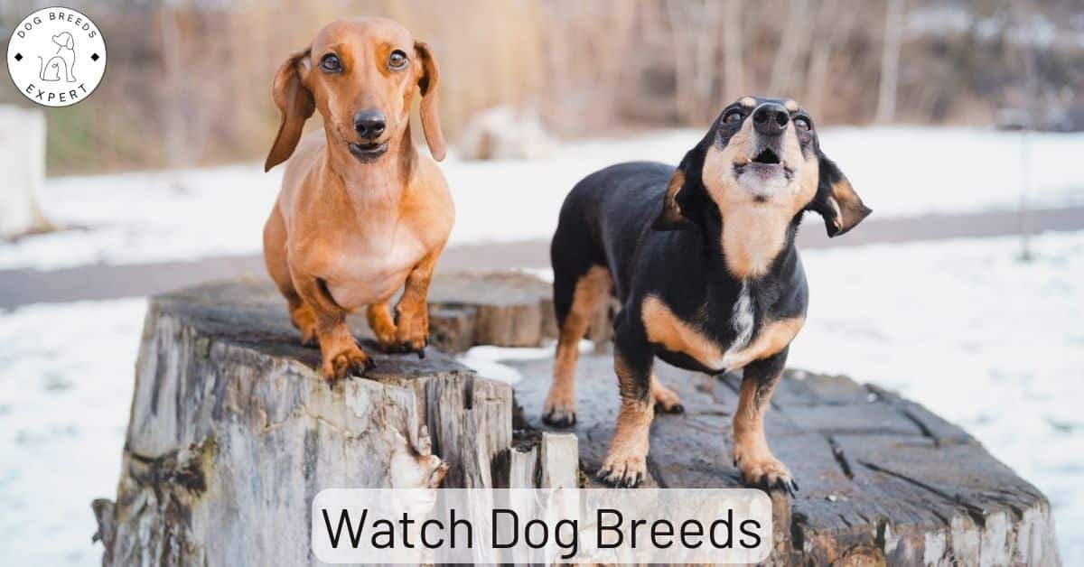 Best Dogs For Kids 16 Dog Breeds To Check Out