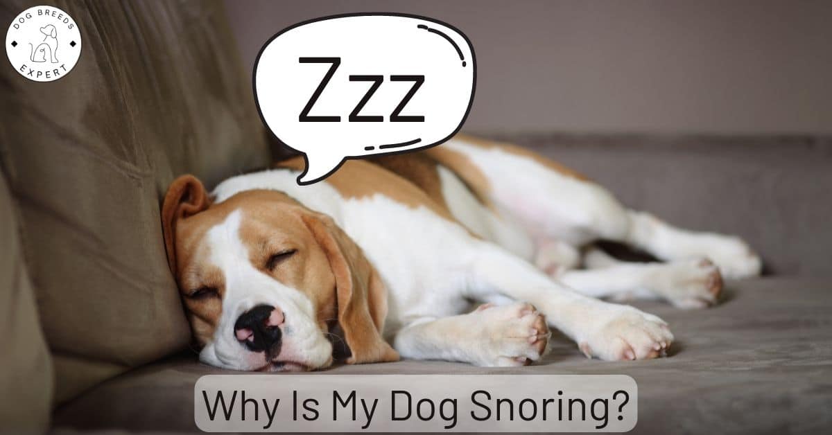 Should I Worry About My Dog Snoring