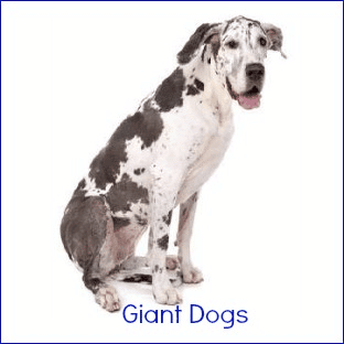 Great Dane sitting down, against a white background
