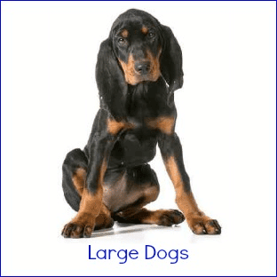 Large Black and Tan dog sitting down.