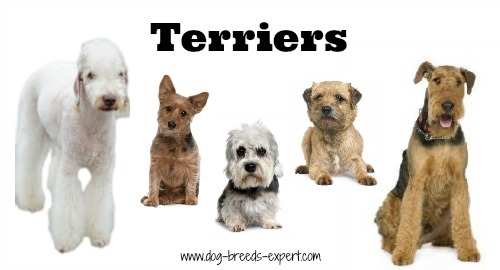 what dog breeds are terriers