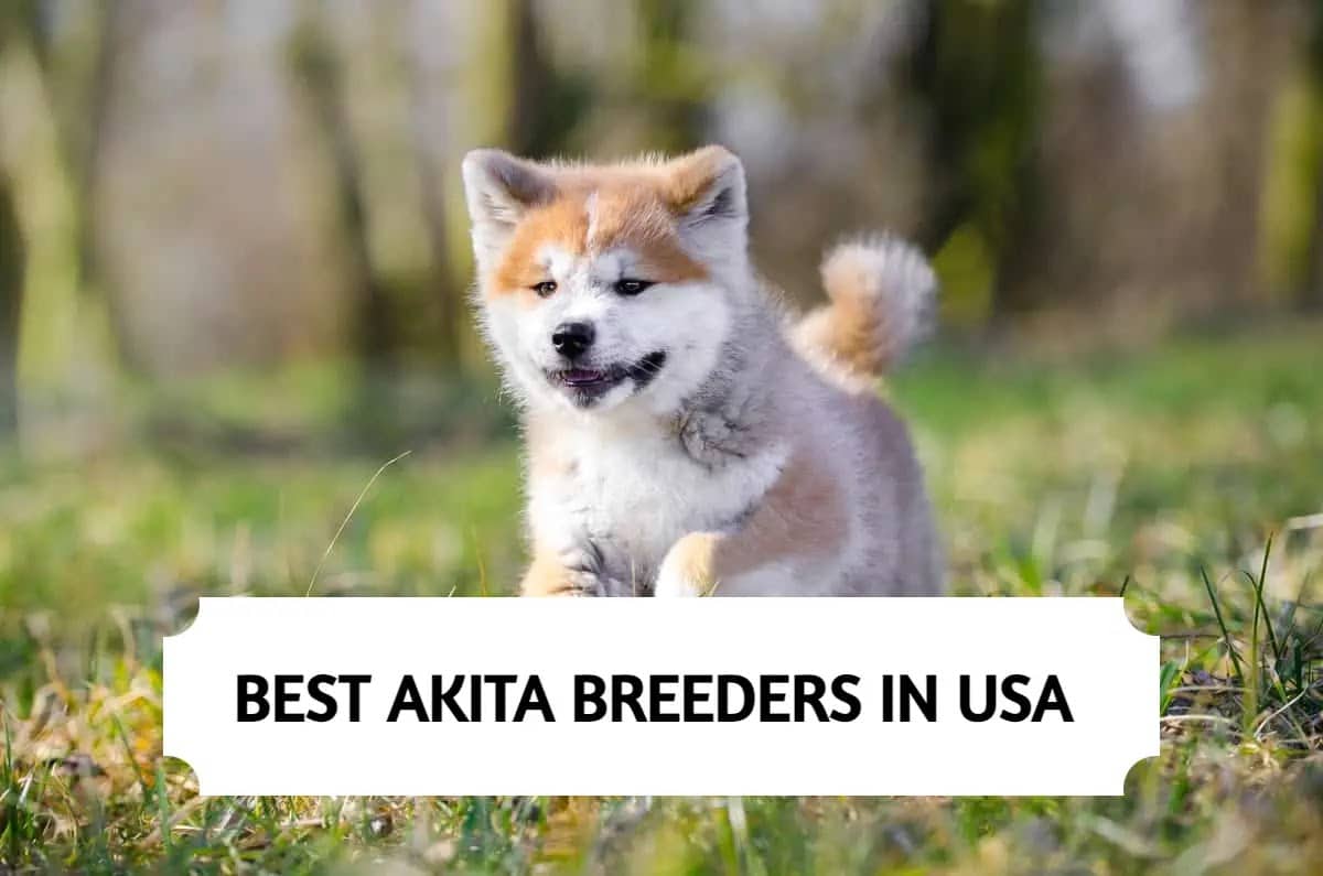 8 Best Akita Breeders in the USA (2024)