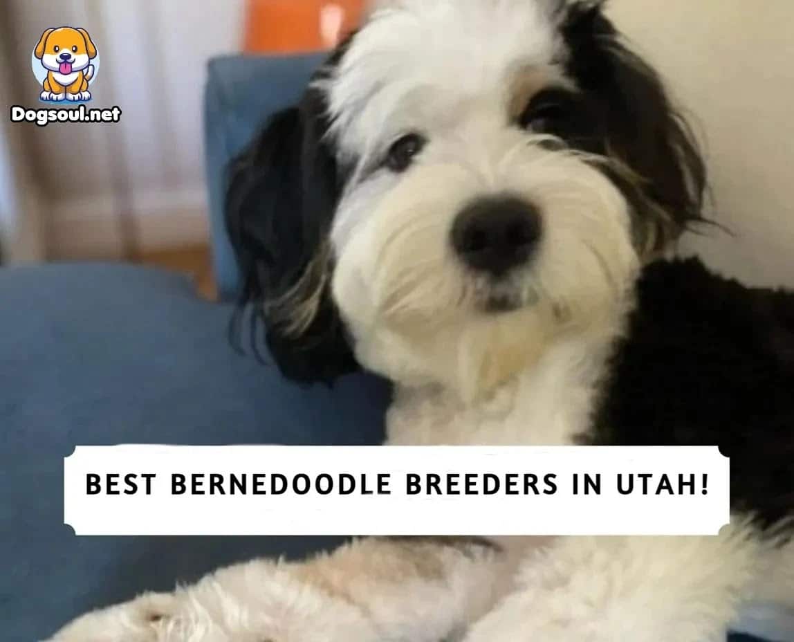 5 Best Bernedoodle Breeders in Utah (2023)