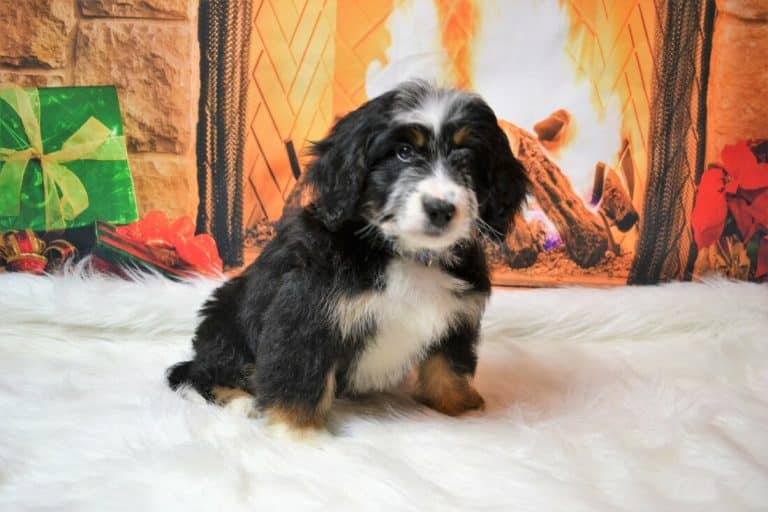 Best Bernedoodle Breeders in New Jersey (2024) Top 4 Picks