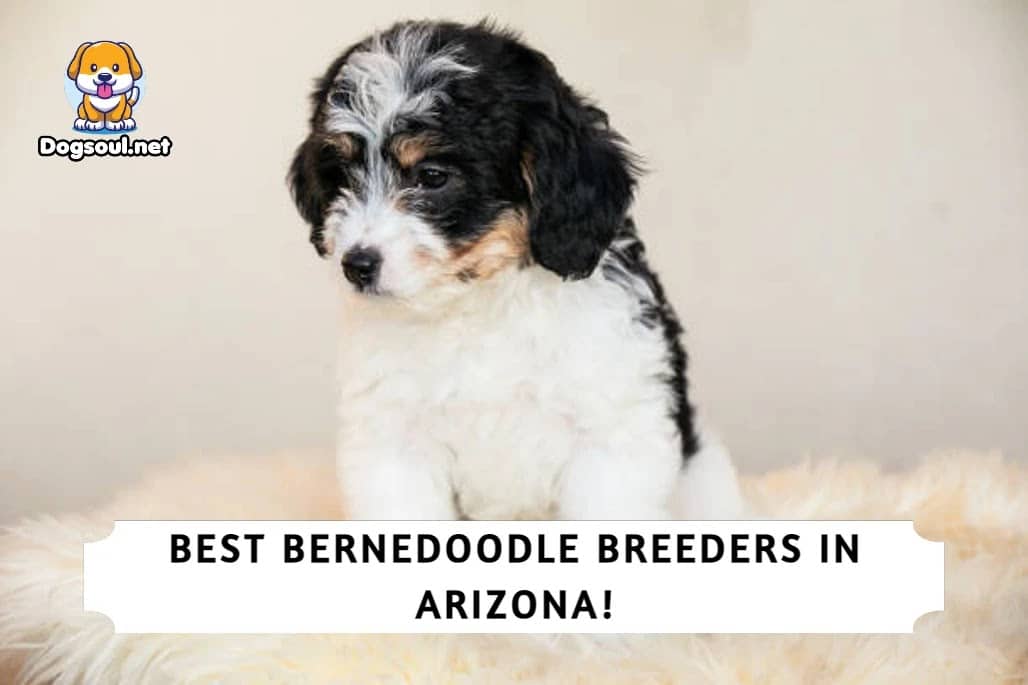 3 Best Bernedoodle Breeders in Arizona (2023)
