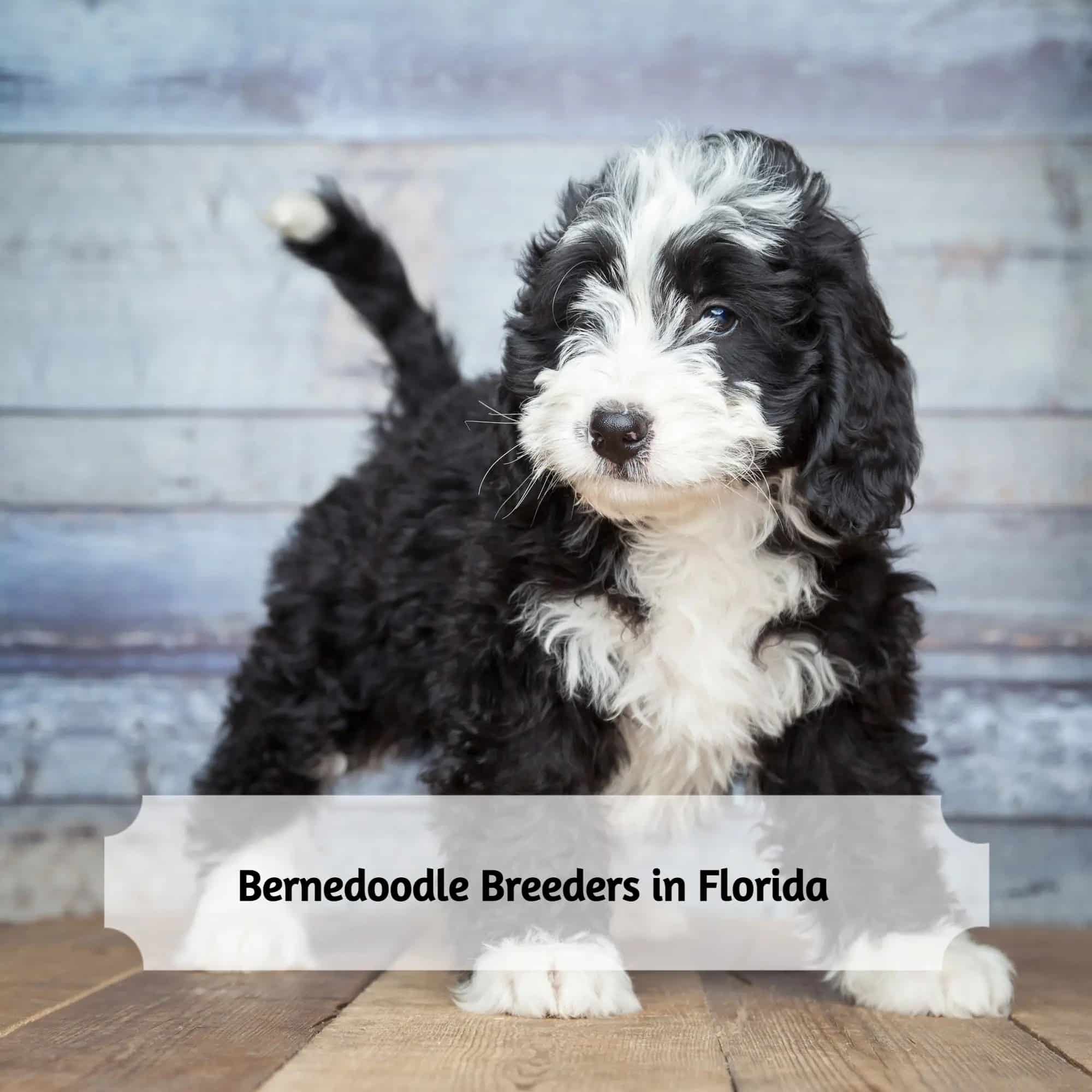 Best Bernedoodle Breeders in Florida (2024) Top 9 Picks