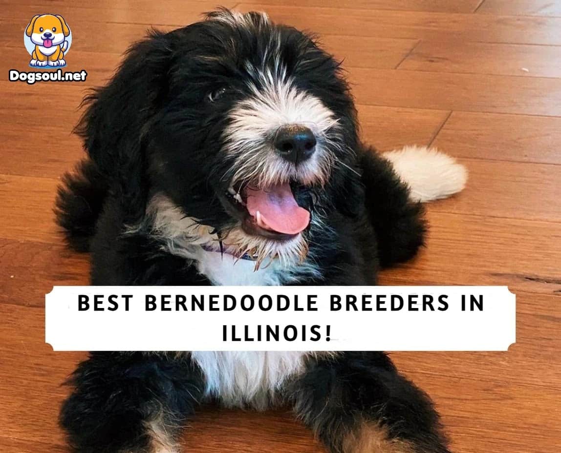 5 Best Bernedoodle Breeders in Illinois (2023)