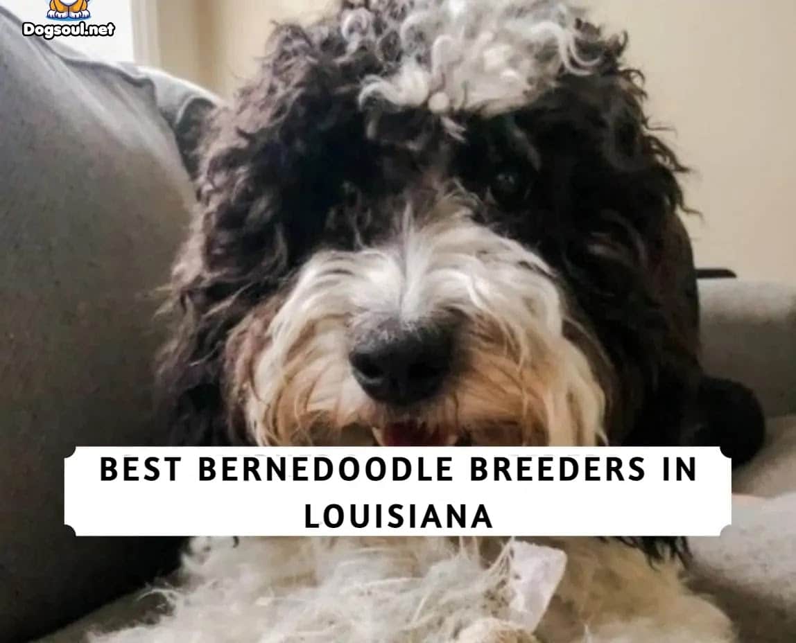 3 Best Bernedoodle Breeders in Louisiana (2023)