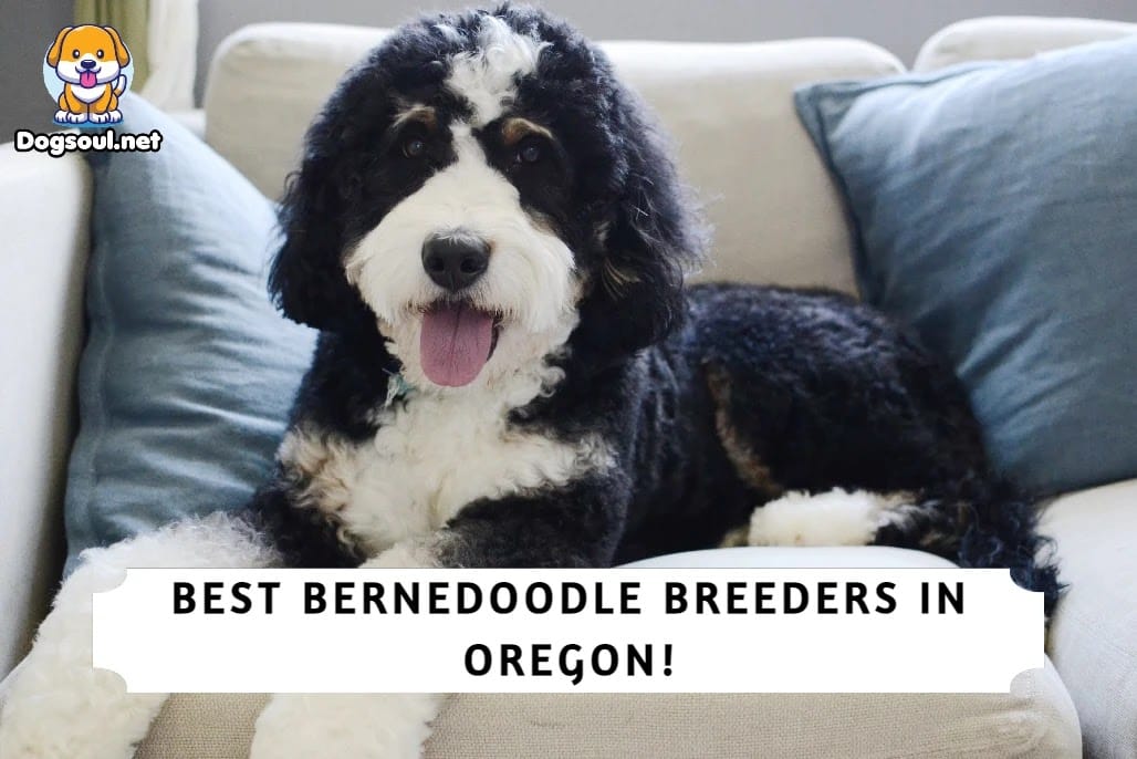 3 Best Bernedoodle Breeders in Oregon (2023)