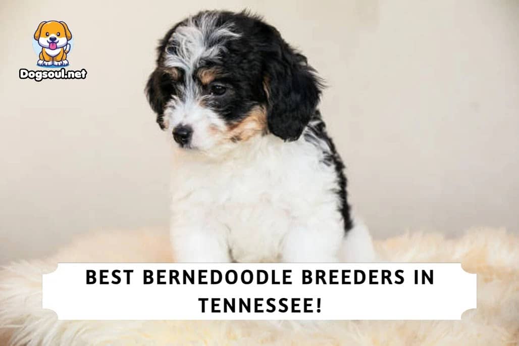4 Best Bernedoodle Breeders in Tennessee (2023)