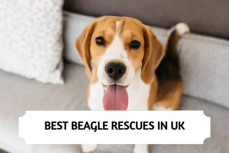 Best Beagle Rescues in UK (2024)