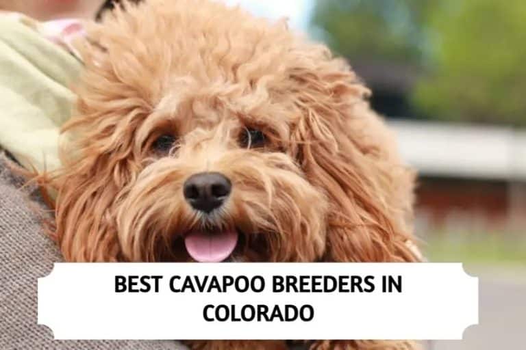 4 Best Cavapoo Breeders in Colorado (2024)