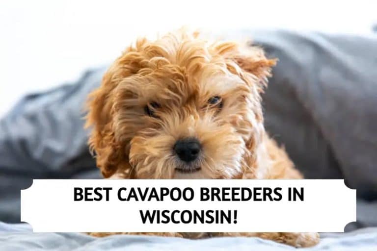 4 Best Cavapoo Breeders in Wisconsin (2024)