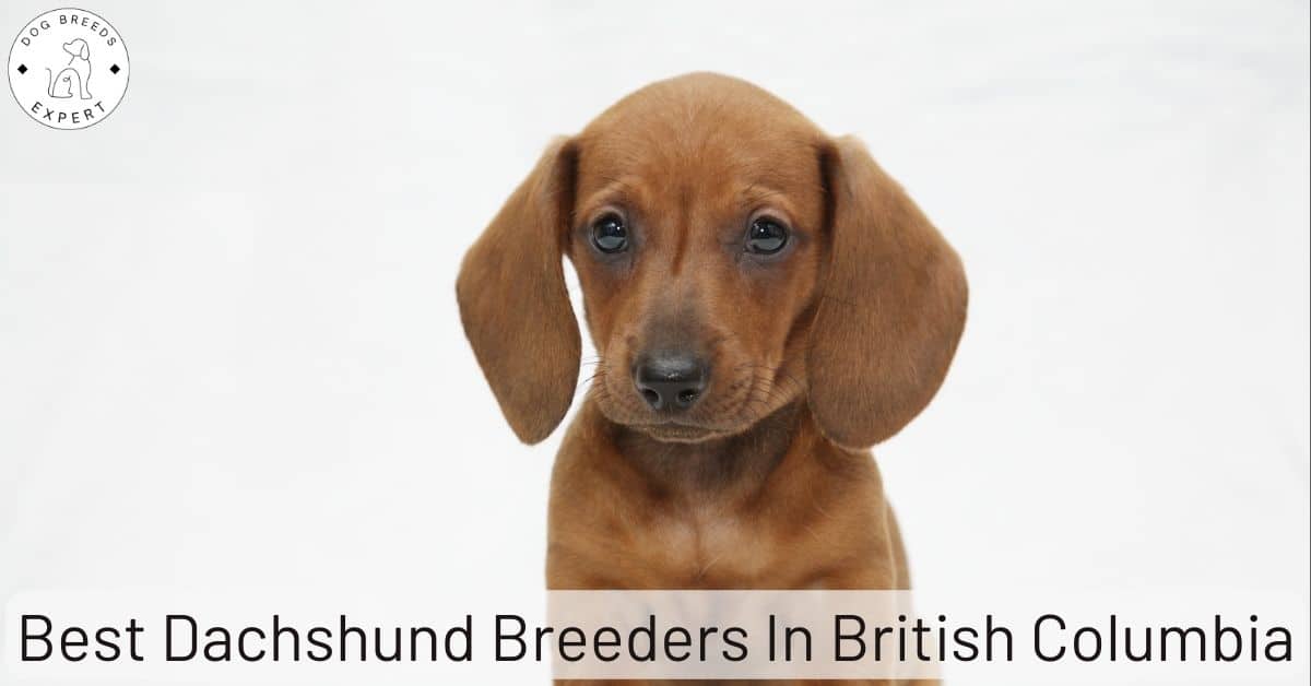 Best Dachshund Breeders in British Columbia [2024] List of 5 Local