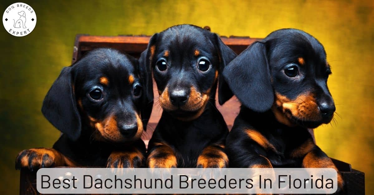 Best Dachshund Breeders in Florida [2024] List of 7 Local Breeders