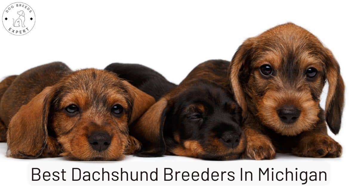 Best Dachshund Breeders in Michigan [2024] List of 10 Local Breeders
