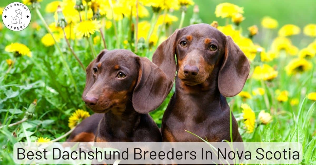 Best Dachshund Breeders in Nova Scotia Top 2 Picks
