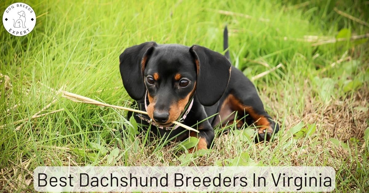 Best Dachshund Breeders in Virginia [2024] List of 8 Local Breeders