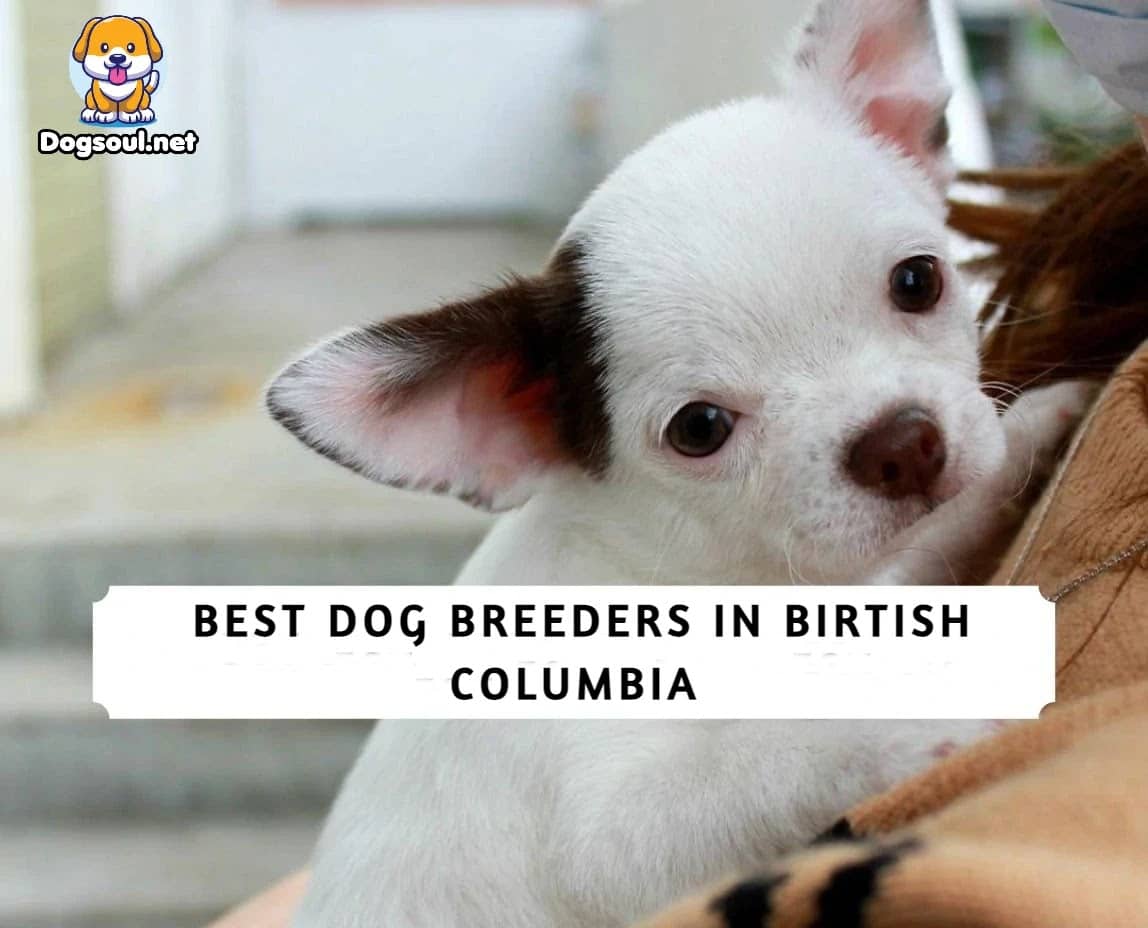 How Do I Choose A Good Dog Breeder