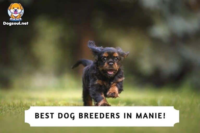 12 Best Dog Breeders in Maine (2024)