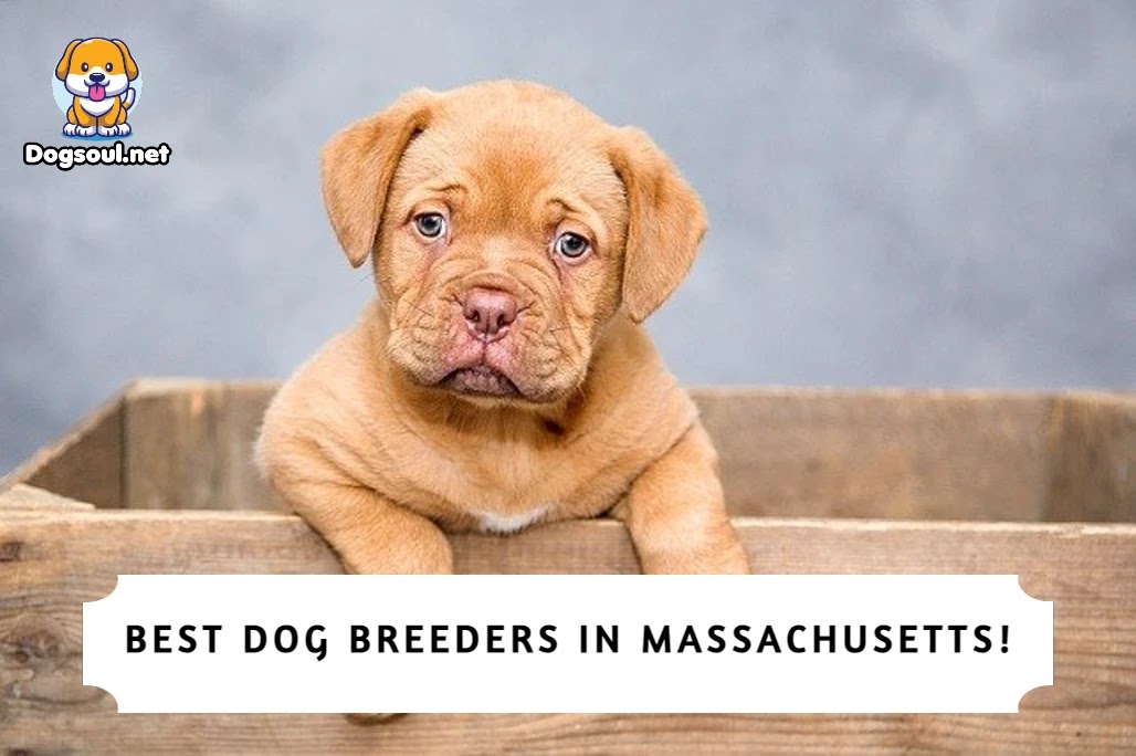 9 Best Dog Breeders in Massachusetts (2024)