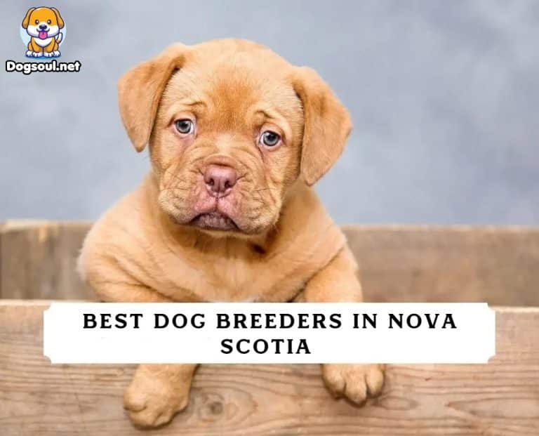 Best Dog Breeders in Nova Scotia (2024) Top 6 Picks