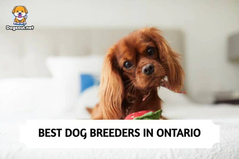 Best Dog Breeders in Ontario (2024) Top 11 Picks