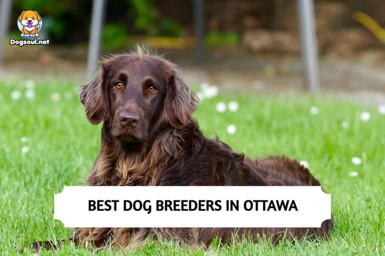 Best Dog Breeders in Ottawa (2024) Top 8 Picks