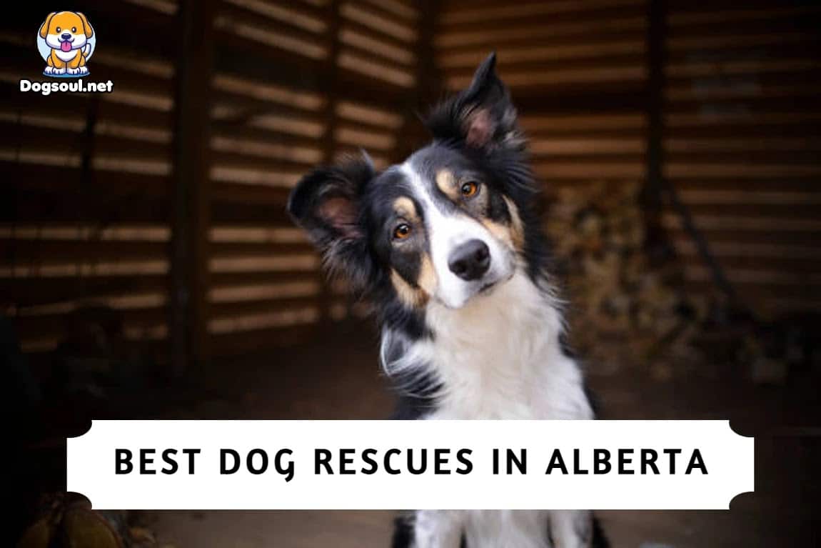 Best Dog Rescues in Alberta (2023) Top 8 Picks