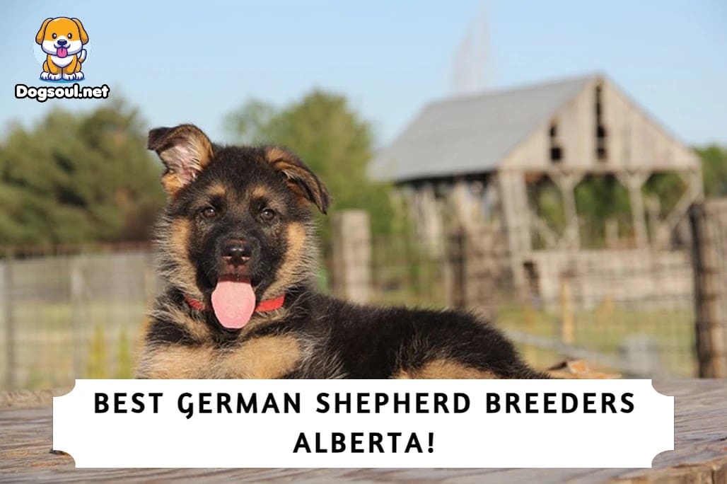 5 Best German Shepherd Breeders Alberta! (2024)