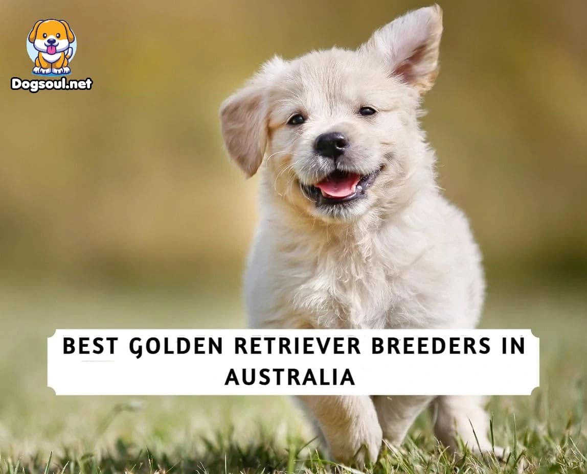 7 Best Golden Retriever Breeders in Australia (2023)