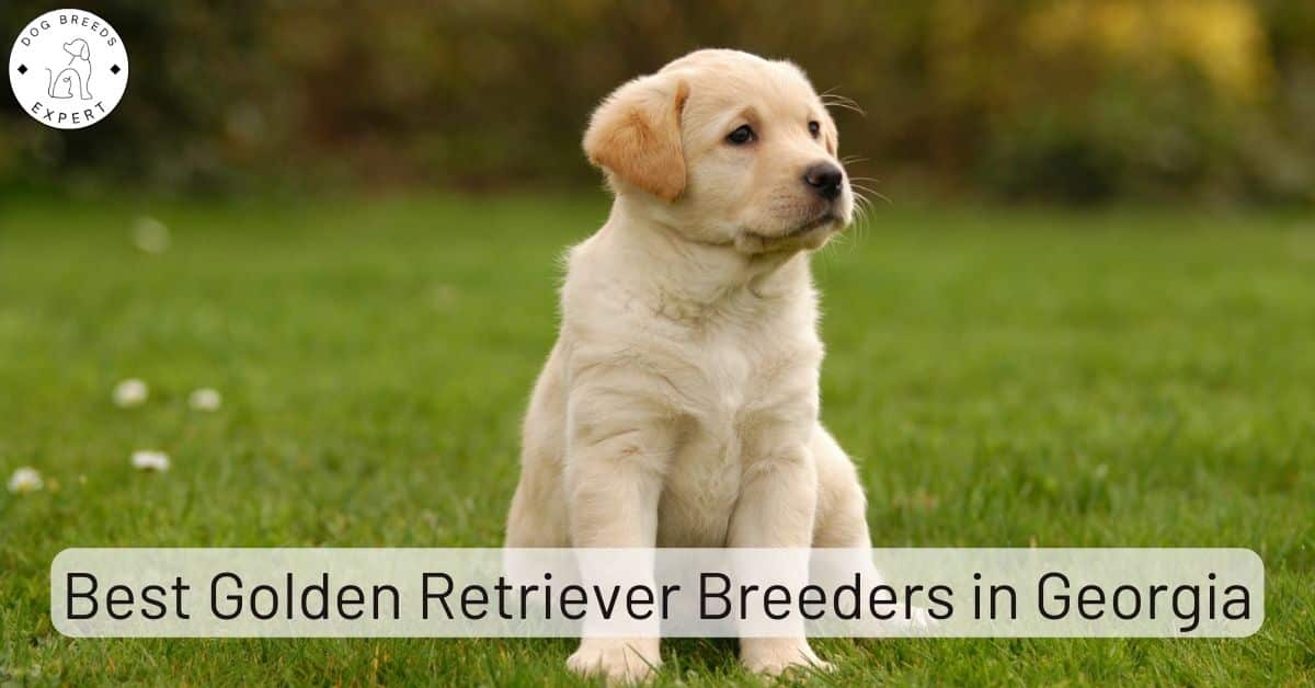 Golden Retriever Breeders in Georgia [2024] | List of 8 Local Breeders