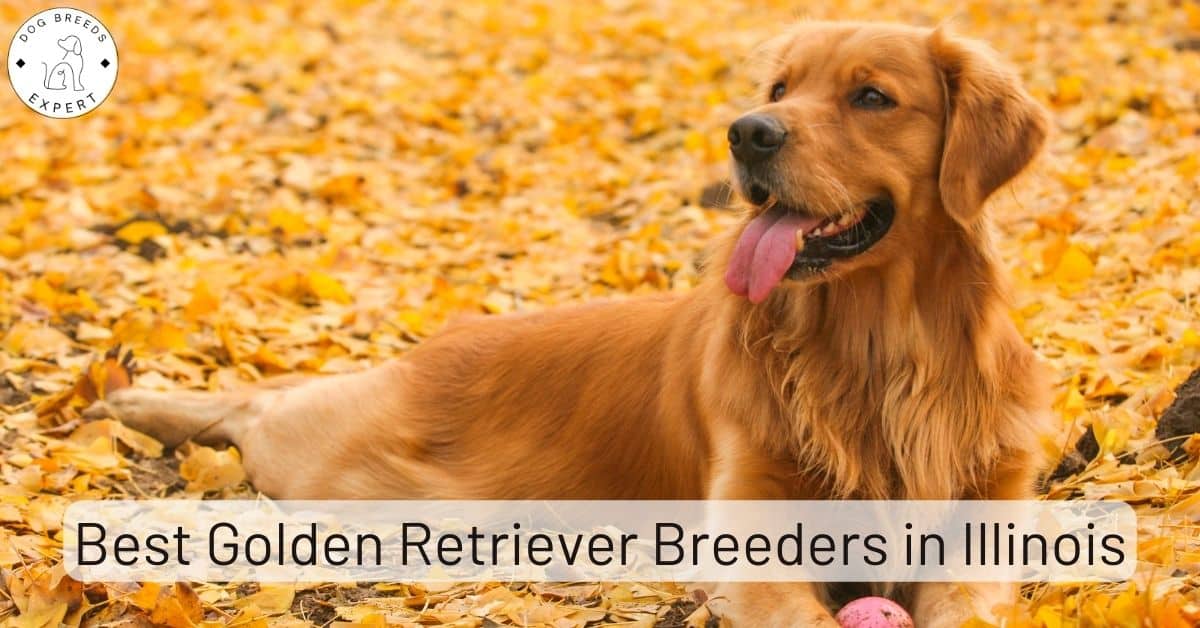 Ppt golden retriever breeders pennsylvania powerpoint 42 off