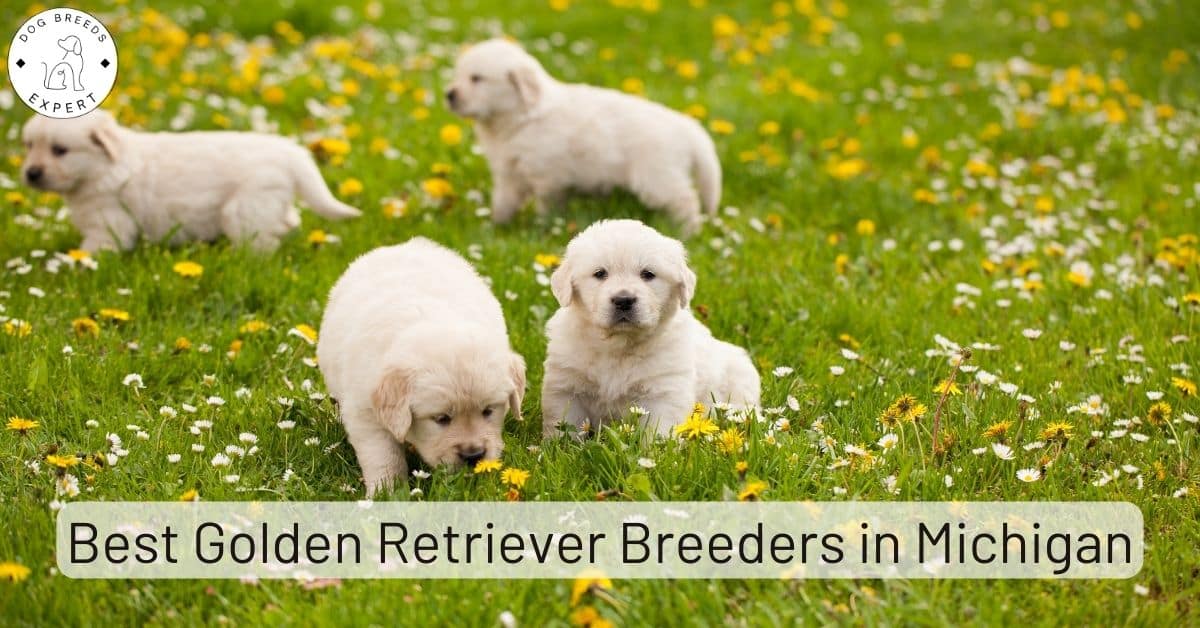 Golden Retriever Breeders in Michigan [2024] List of 8 Local Breeders