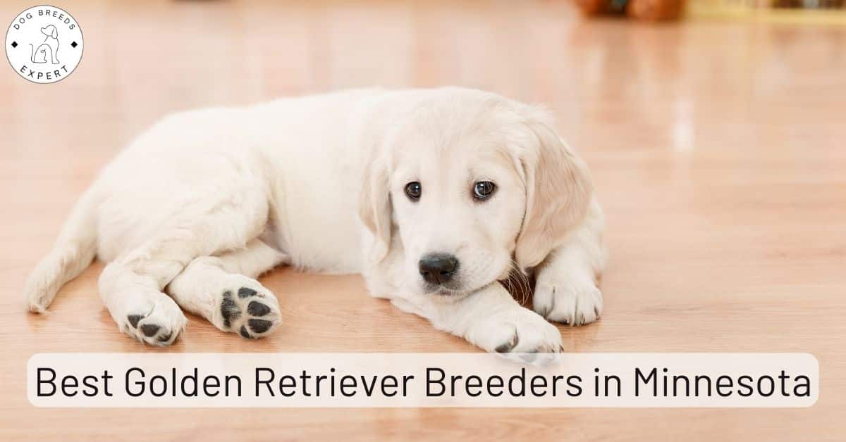 Golden Retriever Breeders in Minnesota [2024] List of 8 Local Breeders