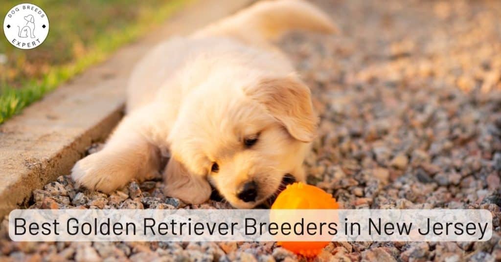 Golden Retriever Breeders in New Jersey [2025] | List of 9 Local Breeders